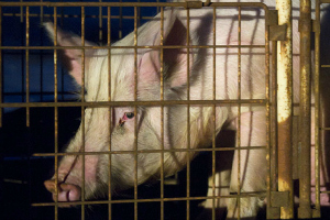 Российский инвестор намерен выращивать в Эстонии чистопородных свиней